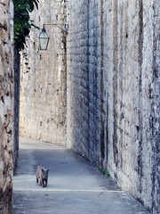 Dubrovnik Walk