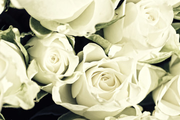 Background from white roses