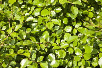 Fototapeta na wymiar Background with green foliage