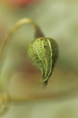  bud of rose flower