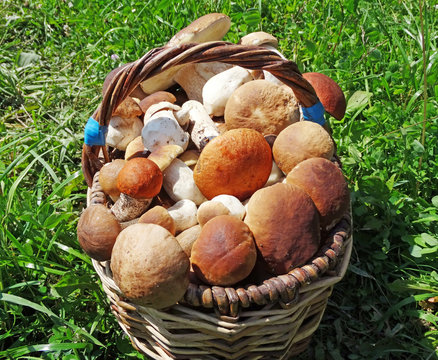 fresh forest mushrooms in the basket