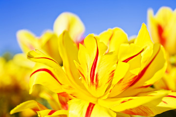 yellow and red flowers blooming tulips against the blue sky