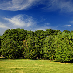 Fototapeta na wymiar Green forest with blue sky and clouds on summer day