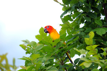 Lovely sun conure parrot in nature