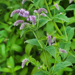 Мята длиннолистная (Mentha longifolia)