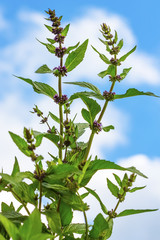 Мята перечная (Mentha piperita)