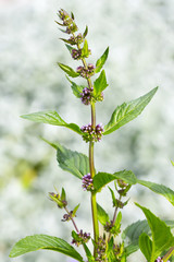 Мята перечная (Mentha piperita)