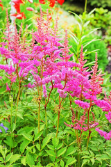 Астильба розовая ( Astilbe)