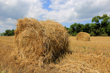 crop field with hay rolls