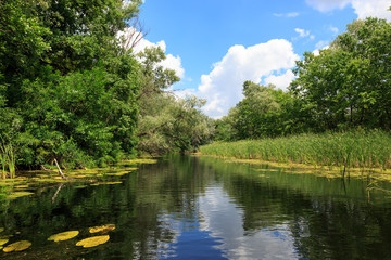 Fototapeta premium summer scene on river