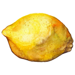 Watercolor lemon citrus yellow fruit vector isolated