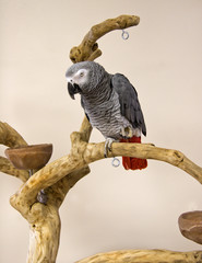 African Grey Parrot