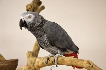 Foto op Plexiglas Afrikaanse grijze papegaai © Jill Lang