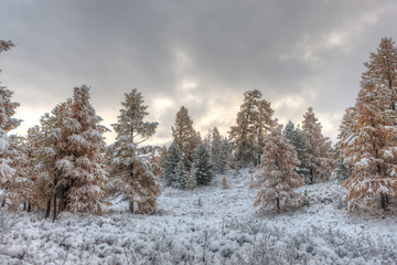 coniferous trees after snowfall