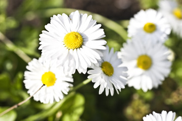 Camomile flowers in the nature