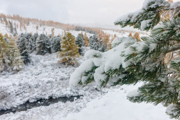 pine branches after snowfall