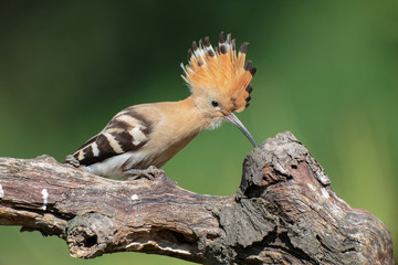 Upupa curiosa © diego cottino