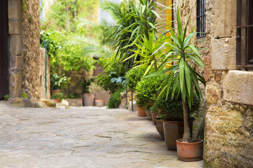 Fototapeta na wymiar Green decoration plants on a cobble stone street