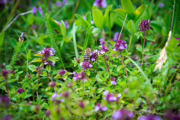 Wild Thymus with bee