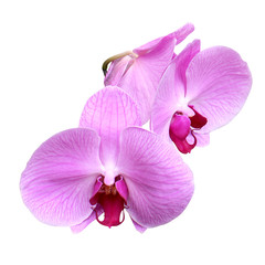 Pink orchid isolated on white.
