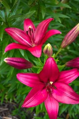 rote Lilienbl&uuml;ten