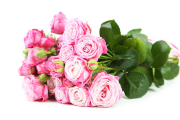 beautiful pink roses on white background