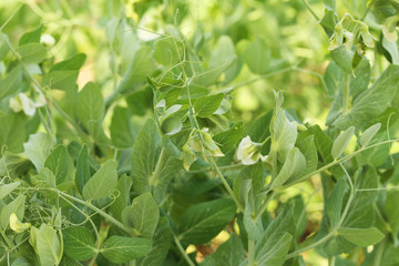 Green peas in the garden