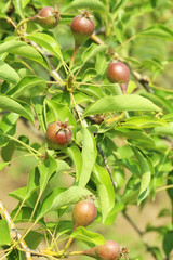 Pears on a tree branch in the garden