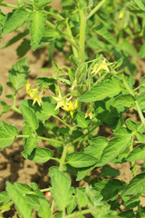 Green tomatoes in the garden