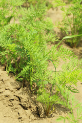 Carrot plants in garden