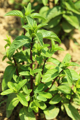 Fresh green mint growing in the garden
