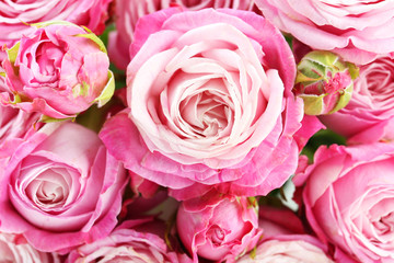 beautiful pink roses background, close up