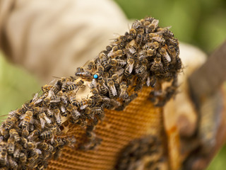 Bienenkönigin