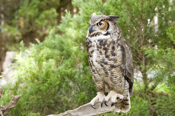 Great Horned Owl on a Log