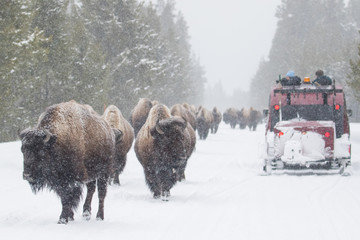 yellowstone bison herd shares winter road with snow coach  - 87166666