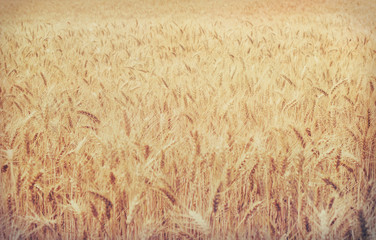 cereal field