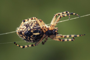 Spider crawling on cobweb. Russian nature