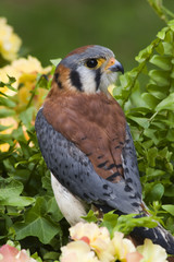 Pretty American Kestrel