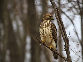 Red Tailed Hawk Sitting in a Tree
