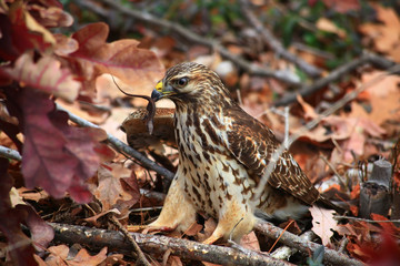 Red Tailed Hawk Eating an Anole Prey