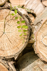 Neues Leben aus altem Baum