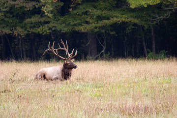 Bull Elk Sitting in a Field