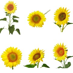 Open, white, background.