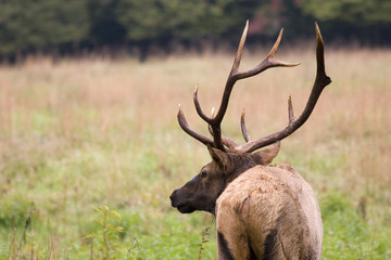Elk Back and Profile View