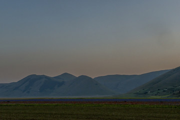 Naklejka premium Fioritura - Castelluccio di Norcia