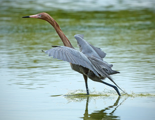 Reddish egret striding in water of Florida's Gulf at St. Petersb