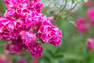 flourishing pink rose bush, full bloom