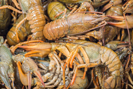 Many live crayfish on kitchen