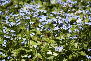 Forgetmenots blue Flowers in Summer