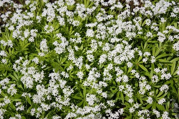 Woodruff with white flowers, Galium odoratum